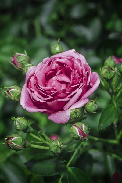 Piękna wiosna delikatny kwiat bliska. kwiaty róż — Zdjęcie stockowe