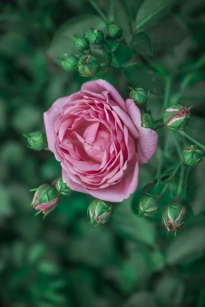 아름 다운 섬세 한 봄 꽃 클로즈업입니다. 꽃 핑크 장미 — 스톡 사진