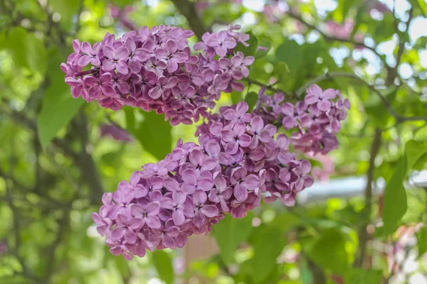 Belle grande lilas pourpre. bouquet de fleurs gros plan — Photo