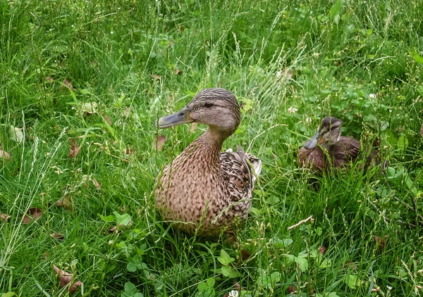Patos selvagens jovens em seu ambiente natural, na grama — Fotografia de Stock
