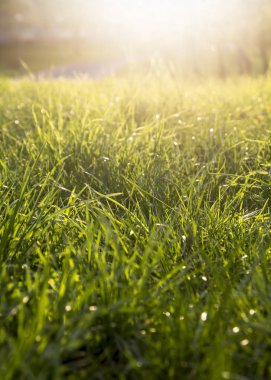 Taze yeşil çim arka plan. Doğal çim dokusu.