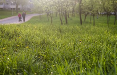 Taze yeşil çim arka plan. Doğal çim dokusu.