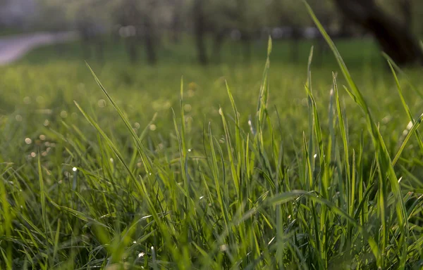 Na pozadí svěží zelené trávy. Přírodní tráva textura. — Stock fotografie