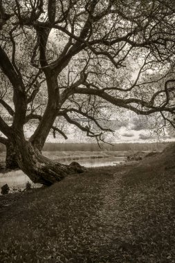 Eski büyük dallı ağaç üzerinde nehir kıyısında. Tek renkli fotoğraf