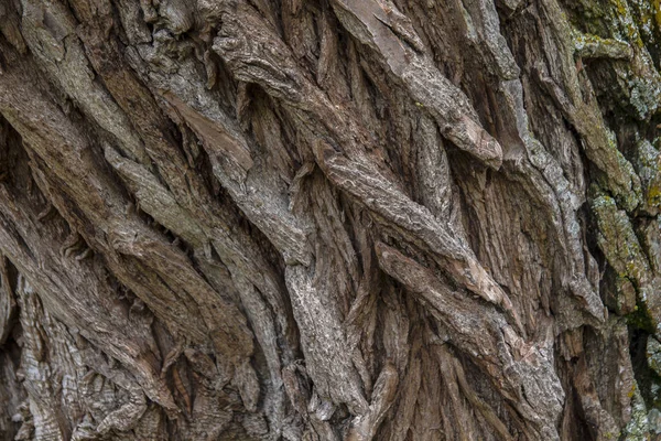 Textura de árvore natural, casca de árvore velha close-up — Fotografia de Stock