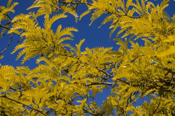 Красивый фон из желтых листьев на фоне неба — стоковое фото