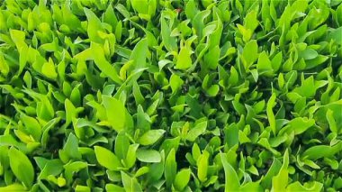 Bitkisel kökenli doğal ficus yaprakları