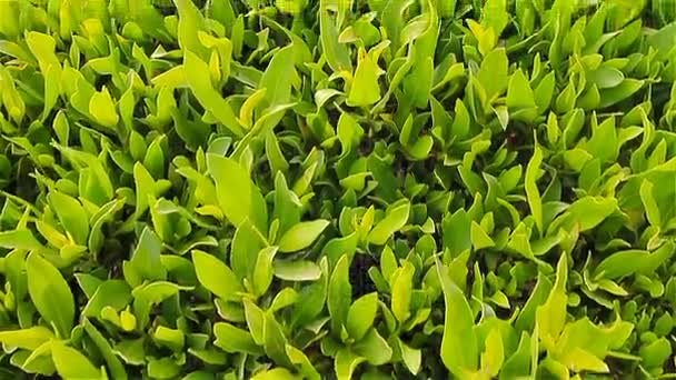 Natürlicher vegetativer Hintergrund aus Blättern des Ficus — Stockvideo