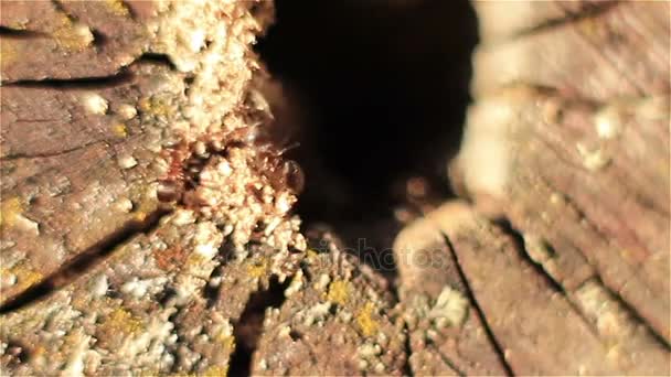 Makro-fotografering av rörliga myror med manifestation och oskärpa — Stockvideo