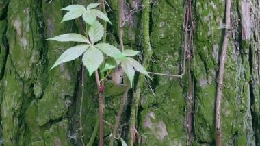 Bir ağaç gövdesi içinde bir orman portre üzerinde vahşi bükülmüş liana.