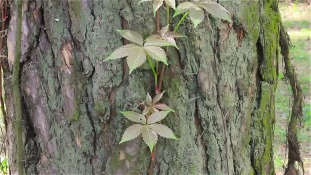 Wild gedraaide liana op een boomstam in een jungle-closeup. — Stockvideo