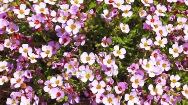 Rüzgârda titreyen sığ Lila çiçek doğal arka plan