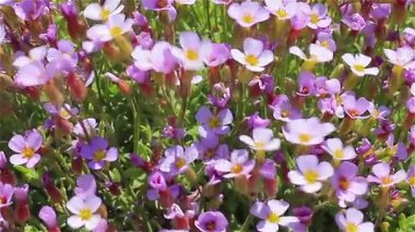 Rüzgârda titreyen sığ Lila çiçek doğal arka plan