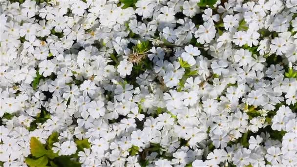 Fondo natural de flores blancas frescas de primavera, temblando en el viento — Vídeo de stock