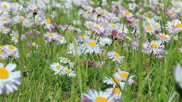 Natuurlijke achtergrond van verse lente madeliefjes in het gras beven in de wind — Stockvideo