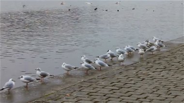 Kuşlar martılar Nehri yakınında bir iskelede bir grup 