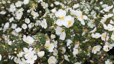 Rüzgarda titreyerek taze bahar beyaz çiçeklerin doğal arka plan 