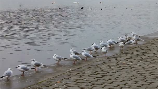 Un gruppo di gabbiani su un molo vicino al fiume — Video Stock