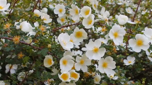 Natural background of fresh spring white flowers, quivering in the wind — Stock Video