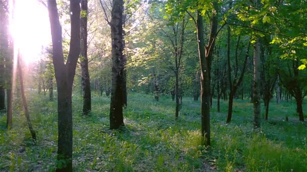 Pooh di pioppi che volano in aria. Giornata estiva al sole in un parco verde — Video Stock