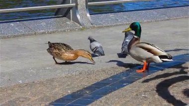 Nehir ördekler, çift. Ördek ve yiyecek arayan quay drake 