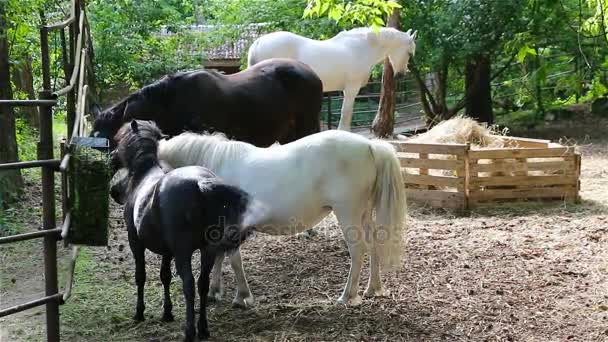 Caballos y ponis negros y blancos se alimentan en un corral — Vídeo de stock