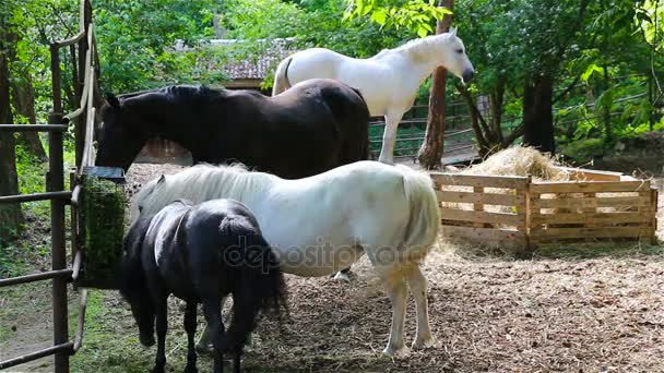 Caballos y ponis negros y blancos se alimentan en un corral — Vídeo de stock