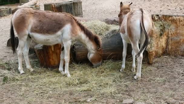 Dos lindas mulas jóvenes comen heno en un corral de ganado — Vídeo de stock