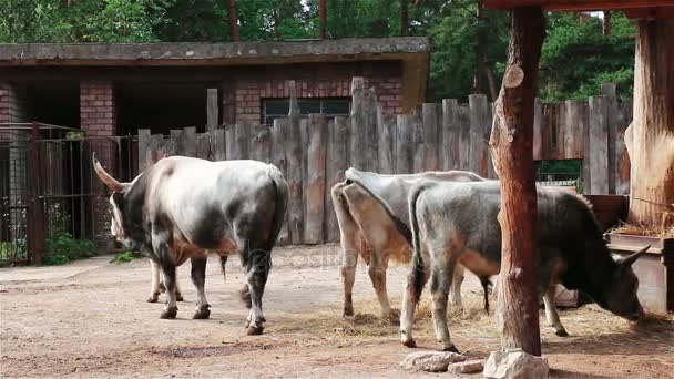 Vacas jóvenes y toros se alimentan en el corral — Vídeo de stock