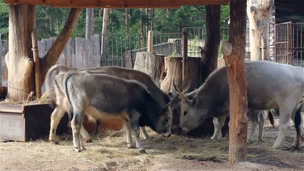 De jeunes vaches et taureaux se nourrissent dans la cour de la ferme — Video