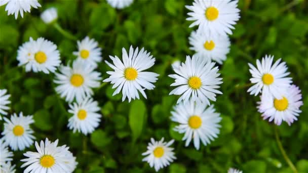 Atural background of fresh spring daisies in the grass trembling in the wind — Stock Video
