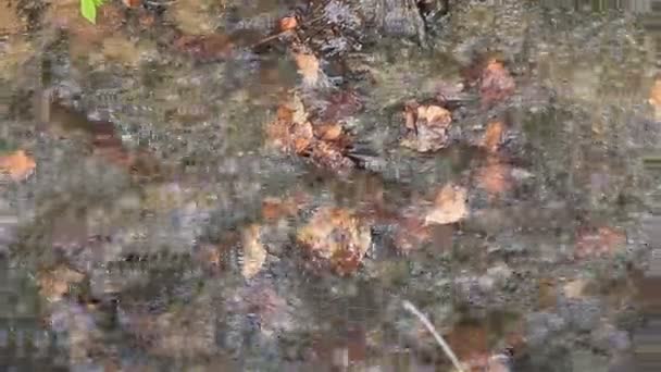 Mozgás a víz, egy hegyi patak közelről — Stock videók