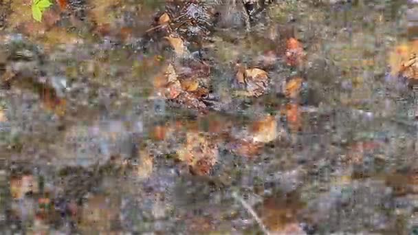 Movimiento de agua en un arroyo de montaña de cerca — Vídeo de stock