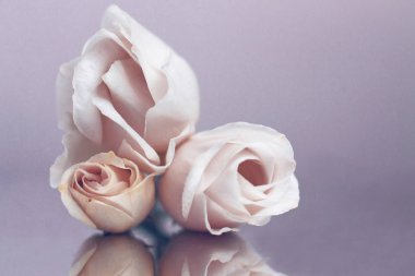 Bir çay gülünün narin çiçeklerinin şenlikli bileşimi