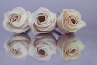 Bir çay gülünün narin çiçeklerinin şenlikli bileşimi