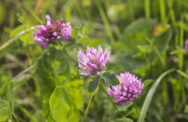 Bir çayır çim taze mor yonca.