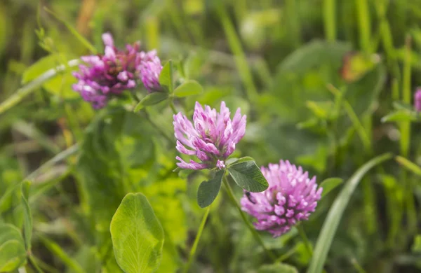 Bir çayır çim taze mor yonca.