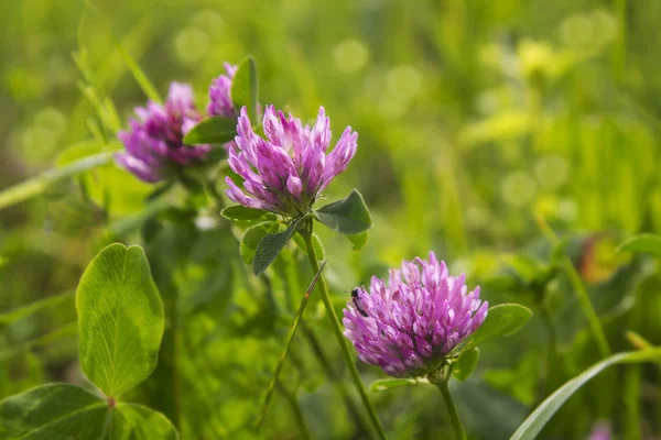 Bir çayır çim taze mor yonca.