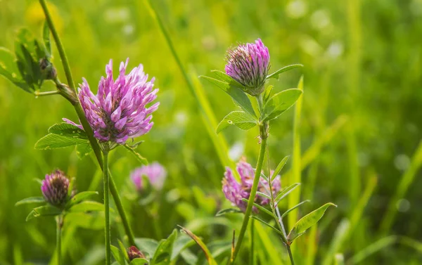 Bir çayır çim taze mor yonca.