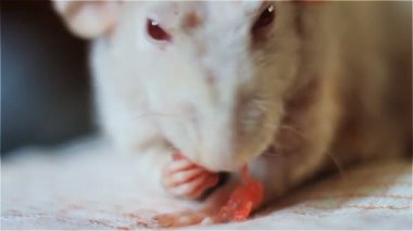 SIMATIC sıçan albino kırmızı gıda kemiren