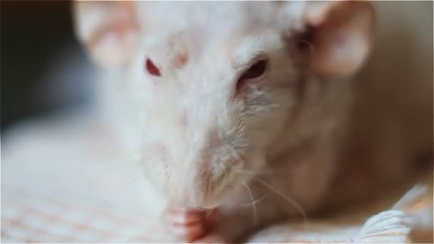 Rato albino Simatic rói comida vermelha — Vídeo de Stock
