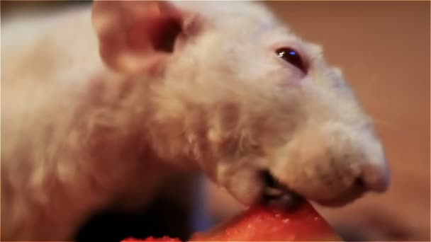 Симатический крысиный альбинос ест красную пищу — стоковое видео