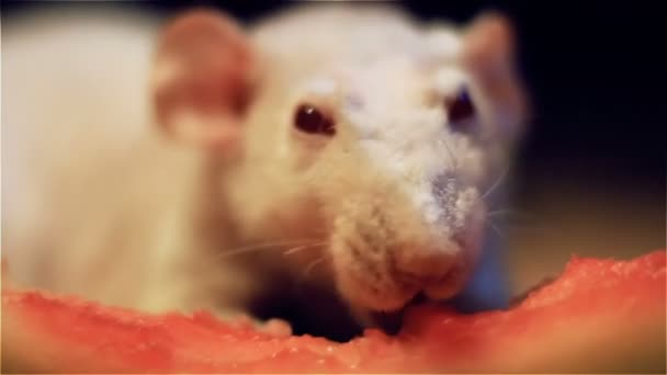 SIMATIC rat albino gnaws rood voedsel — Stockvideo