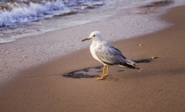 sabah, şafak sahil üzerinde genç martı