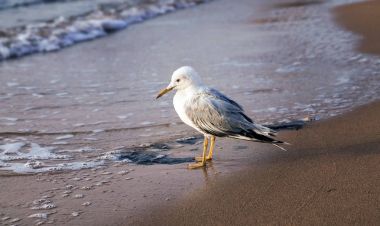 sabah, şafak sahil üzerinde genç martı