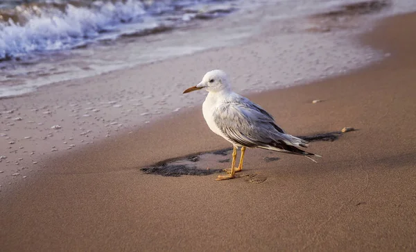 sabah, şafak sahil üzerinde genç martı