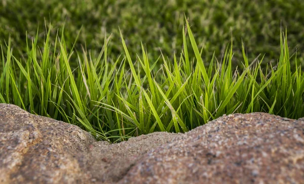 Fresh green grass background. Natural grass texture