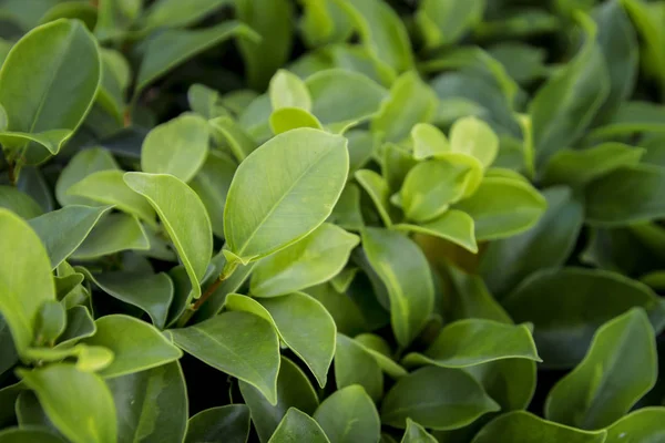 Bitkisel kökenli doğal ficus yaprakları