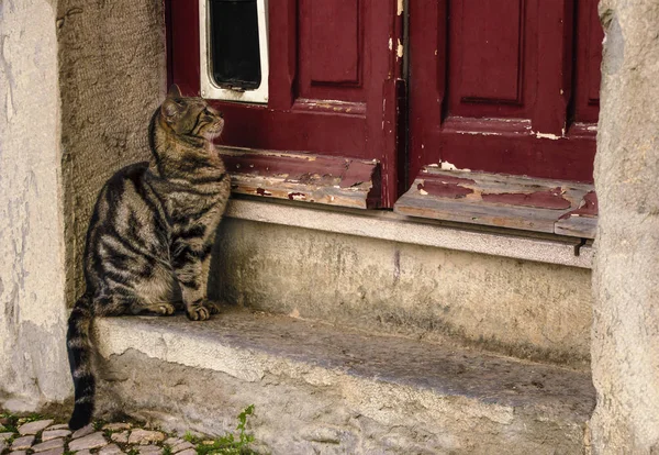 Een binnenlandse kat is wachten op de Meesteres bij de ingang aan de deur — Stockfoto