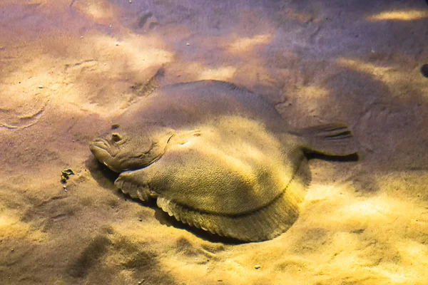 Solha de peixe de mar plano na areia e no cintilante da luz — Fotografia de Stock